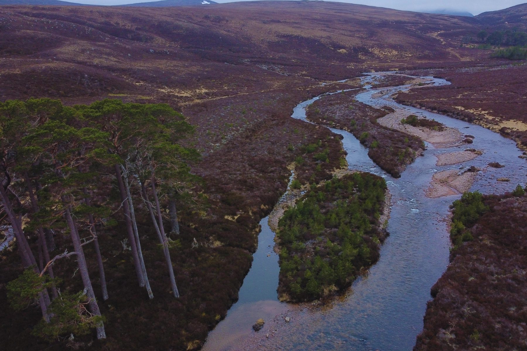 The River Dee (1)